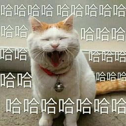 大笑表情包大图,大笑表情包大图盘点